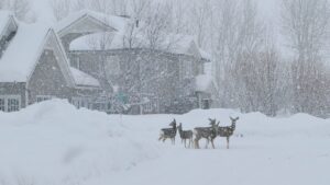 Neighborhoods Snow and Deer