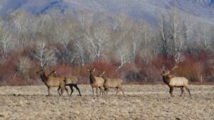 Wildlife Elk City of Hailey Idaho