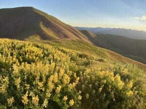 Wildflowers | City of Hailey, Idaho