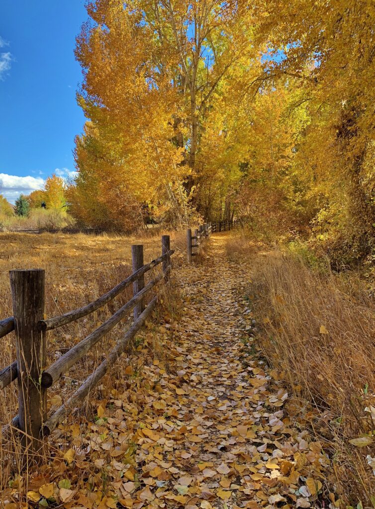 Path in fall leaves trees fence in Bellevue, ID. Credit Carol Waller