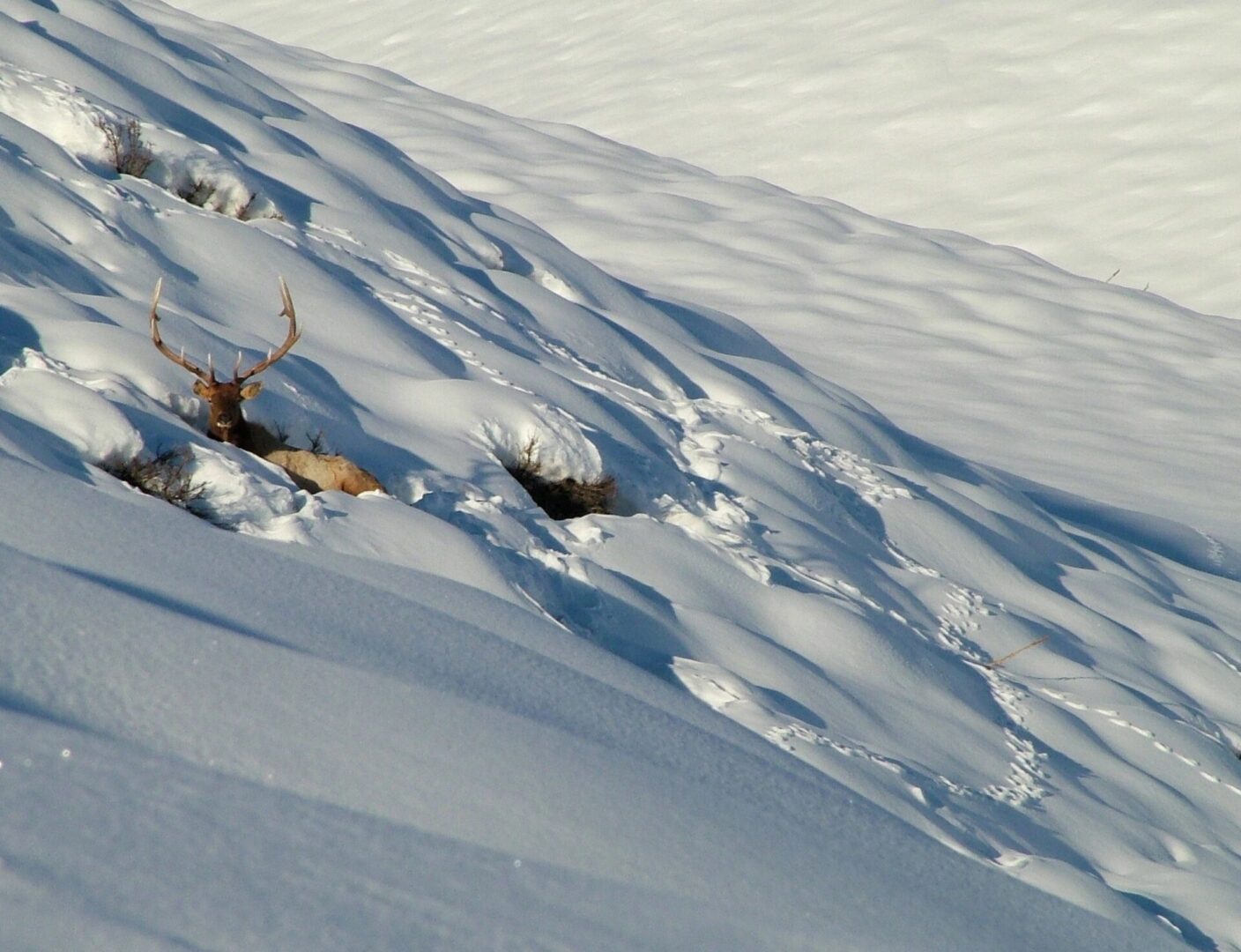 bull elk resting in snow_Greenhorn Gulch (002)