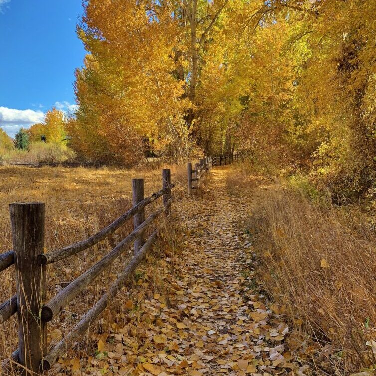 Path in fall leaves trees fence in Bellevue, ID. Credit Carol Waller